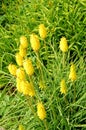 Yellow kniphofia