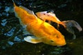 Yellow koi carp