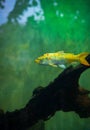 Yellow koi carp fish swimming in a freshwater aquarium tank in Dharmapala park, Galle Royalty Free Stock Photo