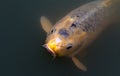 Yellow Koi Fish Royalty Free Stock Photo