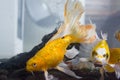 Yellow koi fish Royalty Free Stock Photo