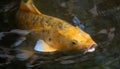 Yellow koi fish in aquarium looking for food, fish in japan. Royalty Free Stock Photo