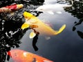 Yellow Koi Fish Royalty Free Stock Photo