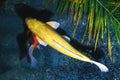 Yellow Koi Fish Royalty Free Stock Photo