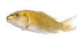 Yellow Koi ogon- Cyprinus carpio Royalty Free Stock Photo