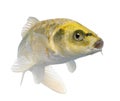 Yellow Koi ogon- Cyprinus carpio Royalty Free Stock Photo