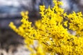 Yellow korean forsythia