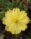 yellow Kosmos;  one of the most abundant flowers we can see. Royalty Free Stock Photo