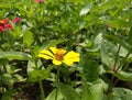 yellow krisan flower