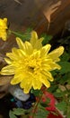 Yellow Krisan flower Blossom in summer