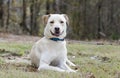 Yellow Lab Chinese Shar Pei mixed breed dog Royalty Free Stock Photo