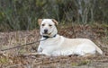 Yellow Lab Chinese Shar Pei mixed breed dog Royalty Free Stock Photo