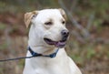 Yellow Lab Chinese Shar Pei mixed breed dog Royalty Free Stock Photo