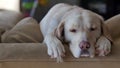 Yellow lab falls alseep on back of couch, RIGHT, 4K