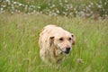 Yellow Lab in the Grass