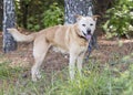 Yellow Lab Heeler mix breed dog outside on leash wagging tail Royalty Free Stock Photo