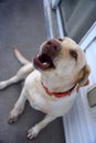 Yellow lab labrador growl golden puppy