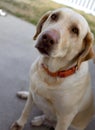 Yellow lab labrador growl golden puppy