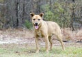 Yellow Lab mixed breed dog panting Royalty Free Stock Photo