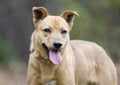 Yellow Lab mixed breed dog panting Royalty Free Stock Photo