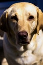 Yellow Lab Portrait Royalty Free Stock Photo