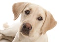 Yellow Lab Royalty Free Stock Photo