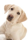 Yellow Lab Royalty Free Stock Photo