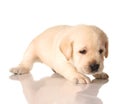 Yellow lab puppy Royalty Free Stock Photo