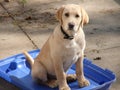 Yellow Lab Puppy Royalty Free Stock Photo