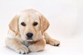 Yellow lab puppy Royalty Free Stock Photo