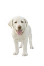 Yellow lab puppy Royalty Free Stock Photo