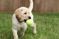 Yellow Lab Puppy Playing