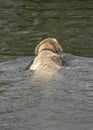 Yellow Lab swimming