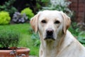 Yellow labrador Royalty Free Stock Photo