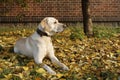 Yellow labrador Royalty Free Stock Photo