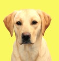 Yellow labrador Royalty Free Stock Photo