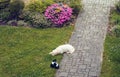 Yellow labrador and black with white cat Royalty Free Stock Photo