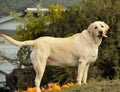 Yellow Labrador Dog 2