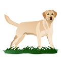 Labrador dog in grass