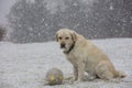 A yellow labrador dog sits outdoors in Finland.