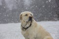 A yellow labrador dog sits outdoors in Finland.