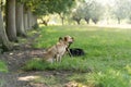 A yellow labrador dog sitting in a field waiting on his hunting challenge Royalty Free Stock Photo