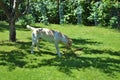 Yellow Labrador dog in the spring garden