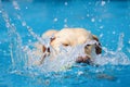 Yellow Labrador dog swimming and splashing in clear blue water. Royalty Free Stock Photo