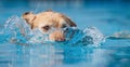 Yellow Labrador dog swimming and splashing in clear blue water. Royalty Free Stock Photo