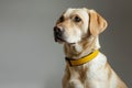 A yellow labrador dog wearing a collar. Generative AI