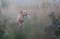 Yellow labrador in a field in a misty morning Royalty Free Stock Photo
