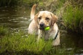 Yellow labrador in a dirty stream looking towards the camera with a green toy ball in his mouth Royalty Free Stock Photo