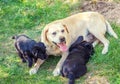 Yellow Labrador mother dog with two black puppies Royalty Free Stock Photo