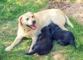 Yellow Labrador mother dog with two black puppies Royalty Free Stock Photo